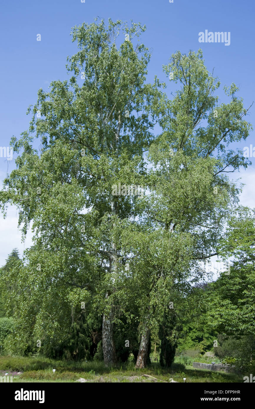 silver birch, betula pendula Stock Photo