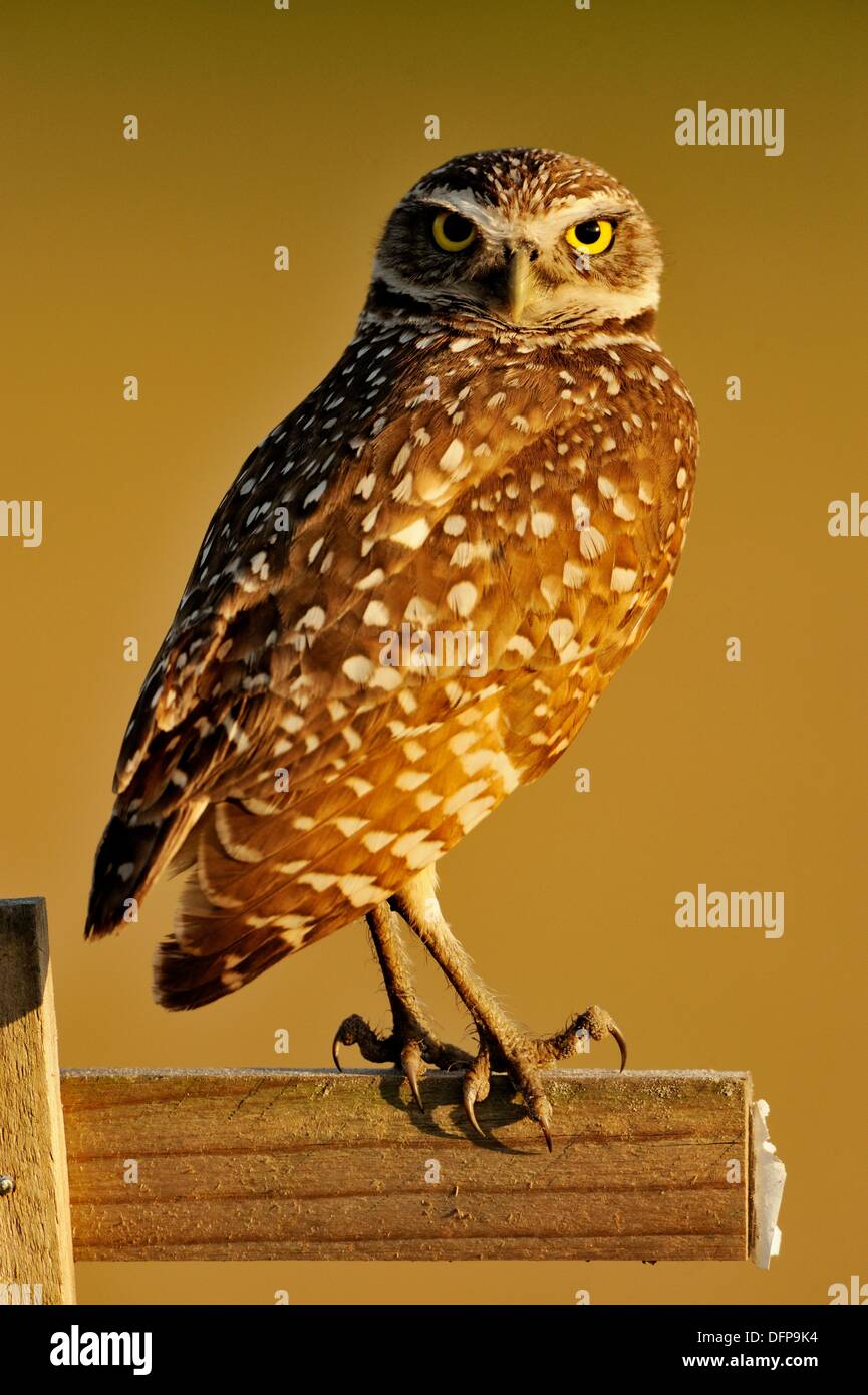 Burrowing owl Athene cunicularia Adult near nest in residential area