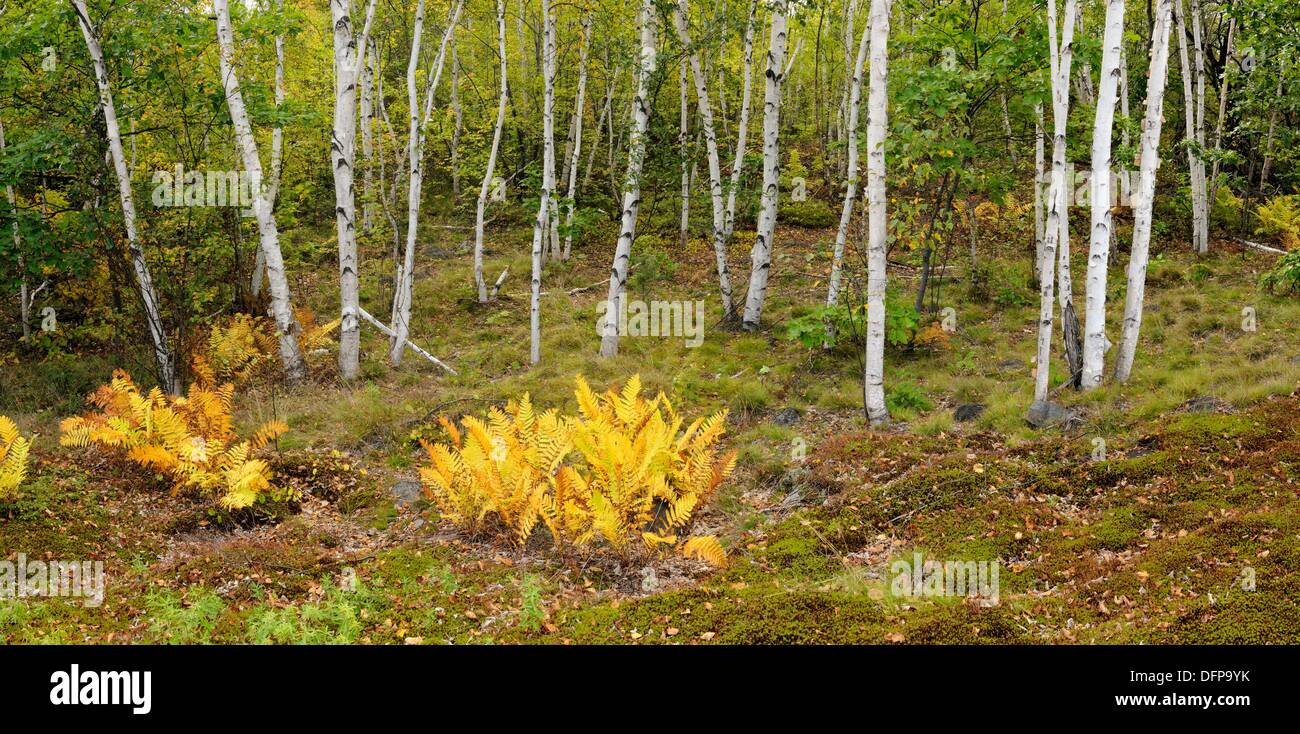 Birch woodlot with yellowing clump of interrupted ferns Greater Sudbury Ontario Stock Photo