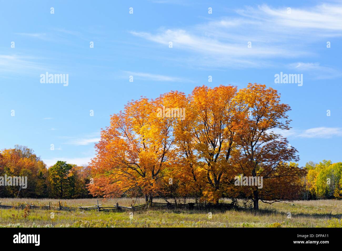 Mature maple trees in pasture Mindemoya Manitoulin Island Ontario Stock