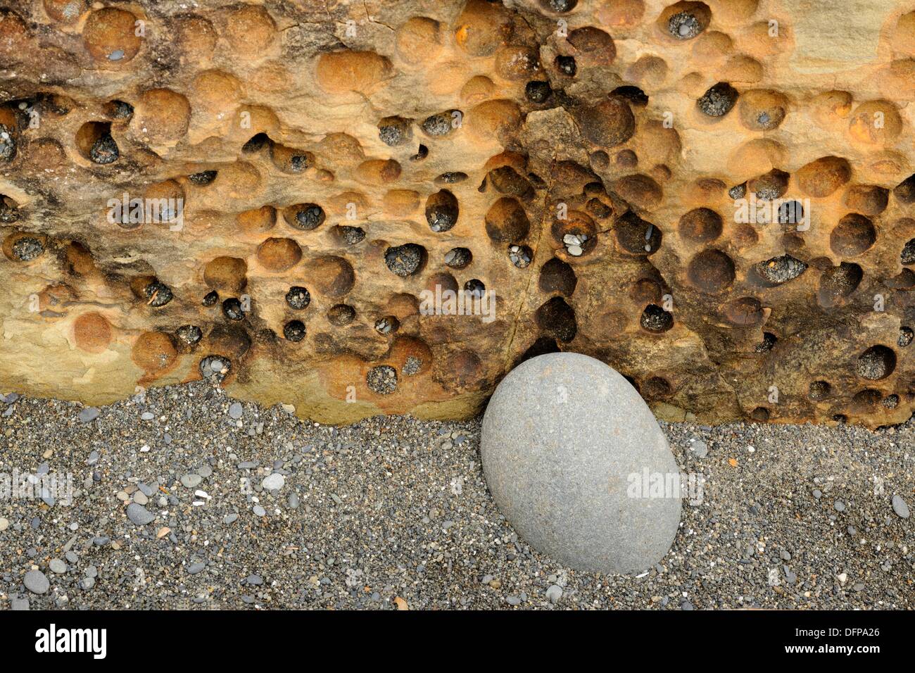 Sandstone with piddock clam burrows at Beach 4 Olympic NP, Washington
