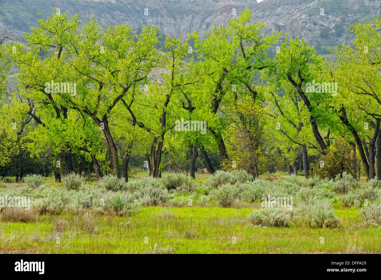 Cottonwood trees leafing out in spring near the Little Missouri Scenic