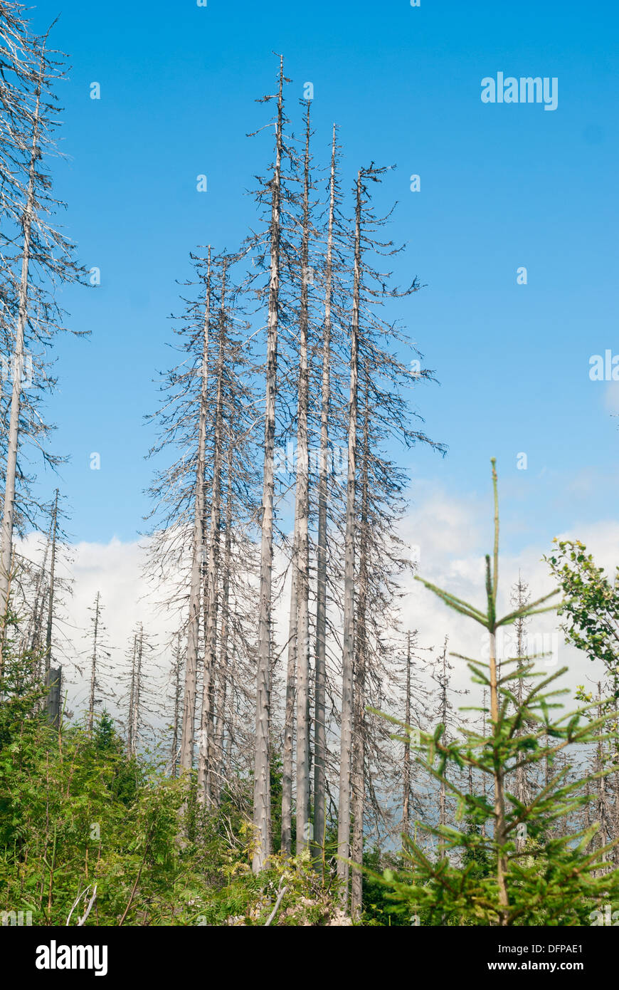 dead spruce forest, destroyed by European spruce bark beetle (Ips typographus), Sumava Mts