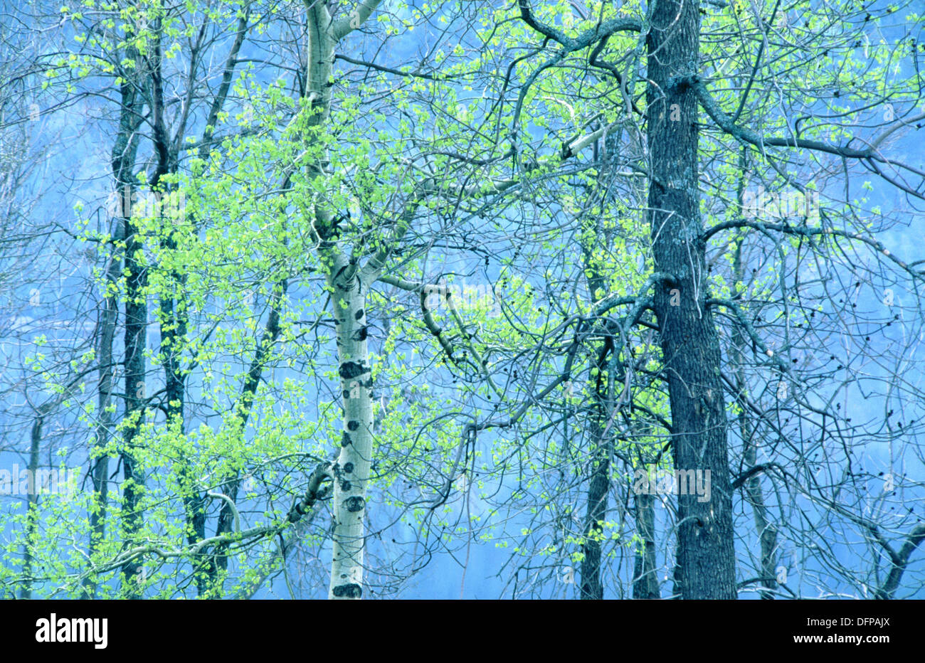 Black willow (Salix nigra). Naughton. Ontario. Canada Stock Photo Alamy