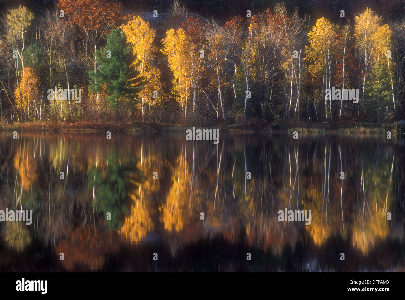 Autumn trees reflected in Griffin Lake. Espanola. Ontario, Canada Stock