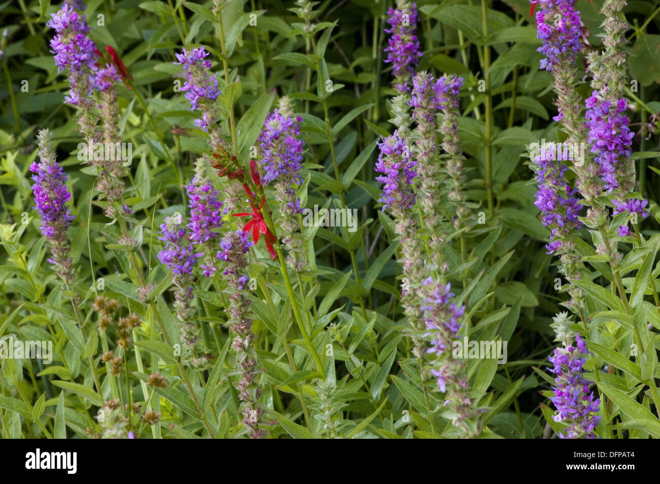 Native Cardinal flower (Lobelia cardinalis) and invasive Purple