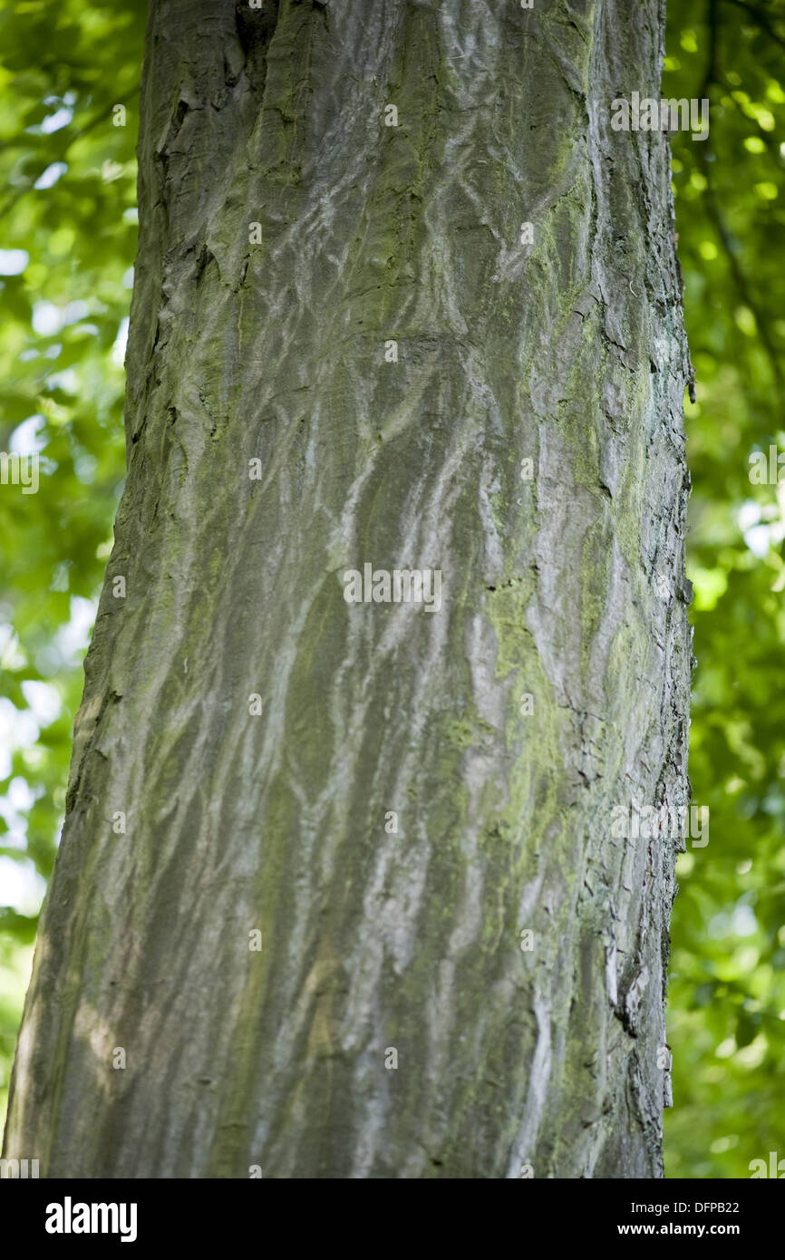 common hornbeam, carpinus betulus Stock Photo