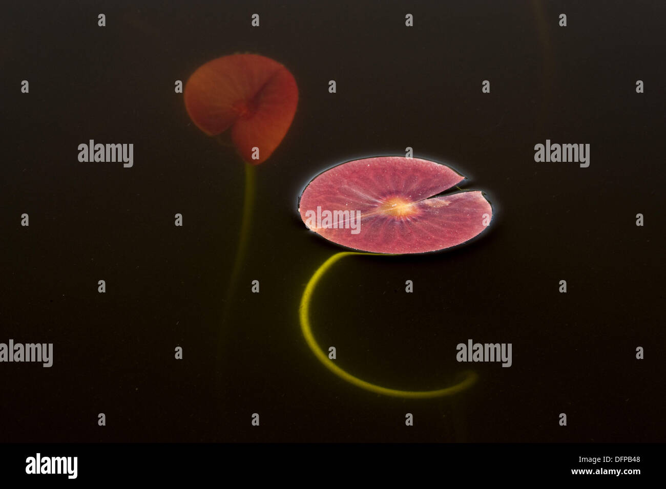 Underwater view white water lily hires stock photography and images