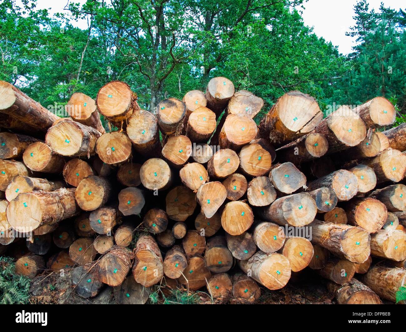 Kyoto protocol timber hires stock photography and images Alamy