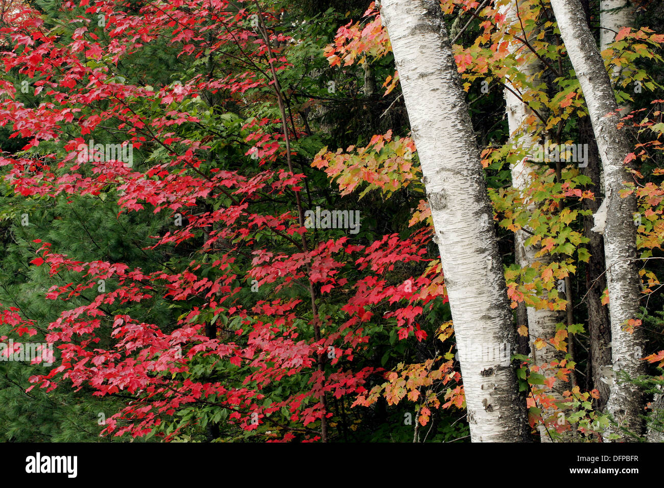 Groton State Park, Vermont, USA Stock Photo Alamy