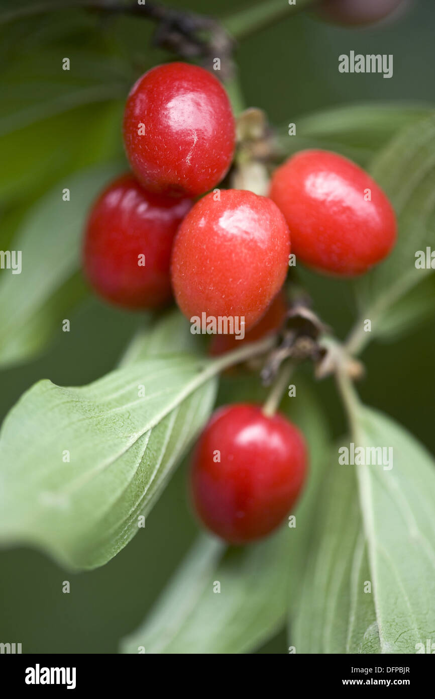 cornelian cherry, cornus mas Stock Photo