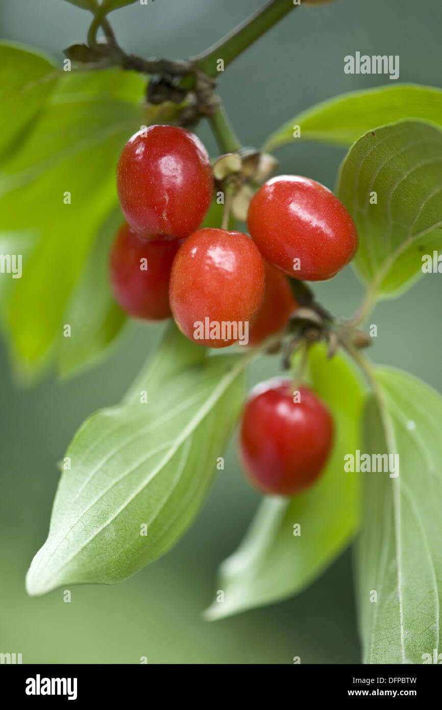 cornelian cherry, cornus mas Stock Photo