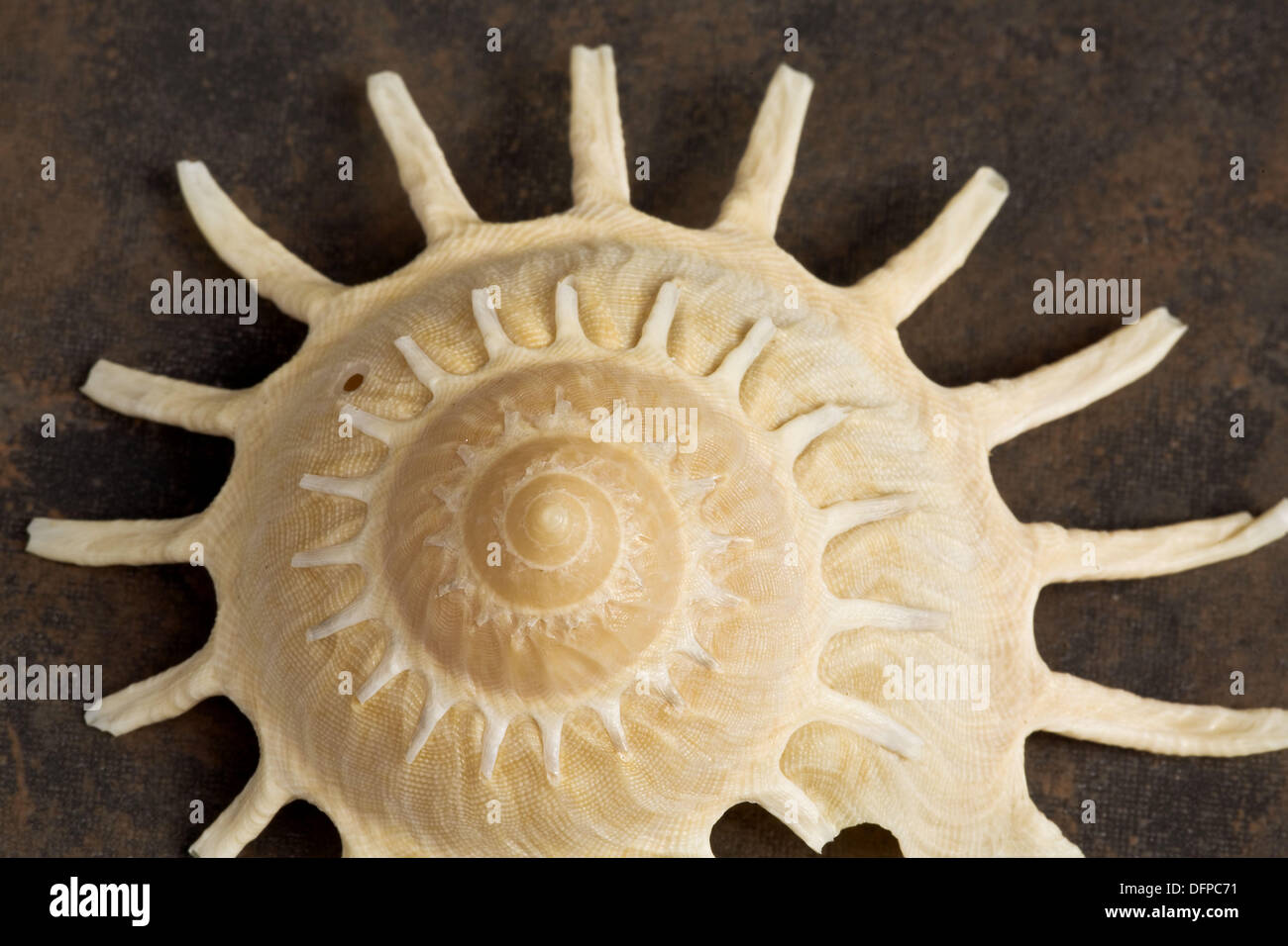 Carrier Shell, Stellaria (Xenophora solaris). Linne 1758. Native to