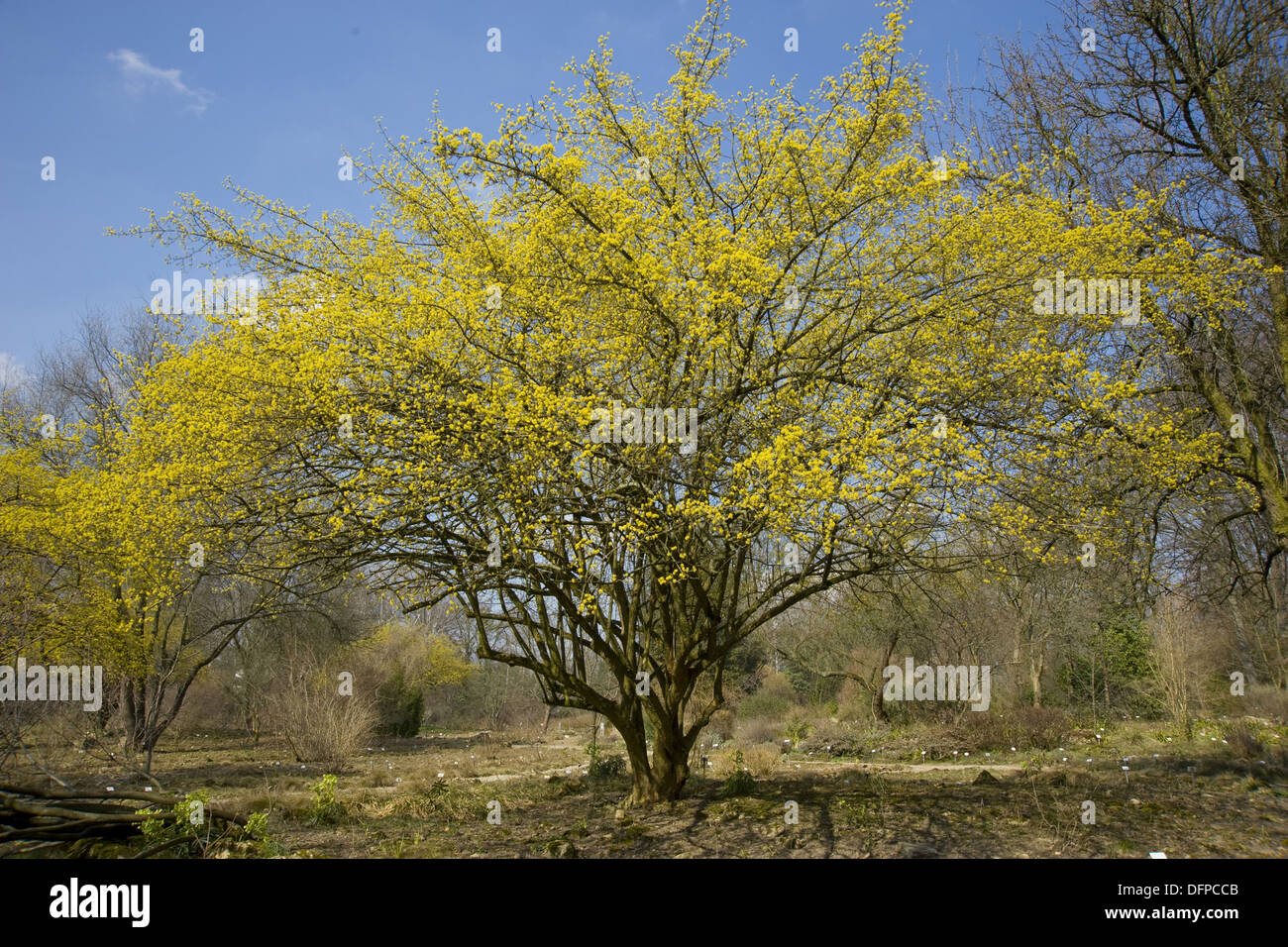 Where is Cornus mas native to? Where is Cornus mas native to?