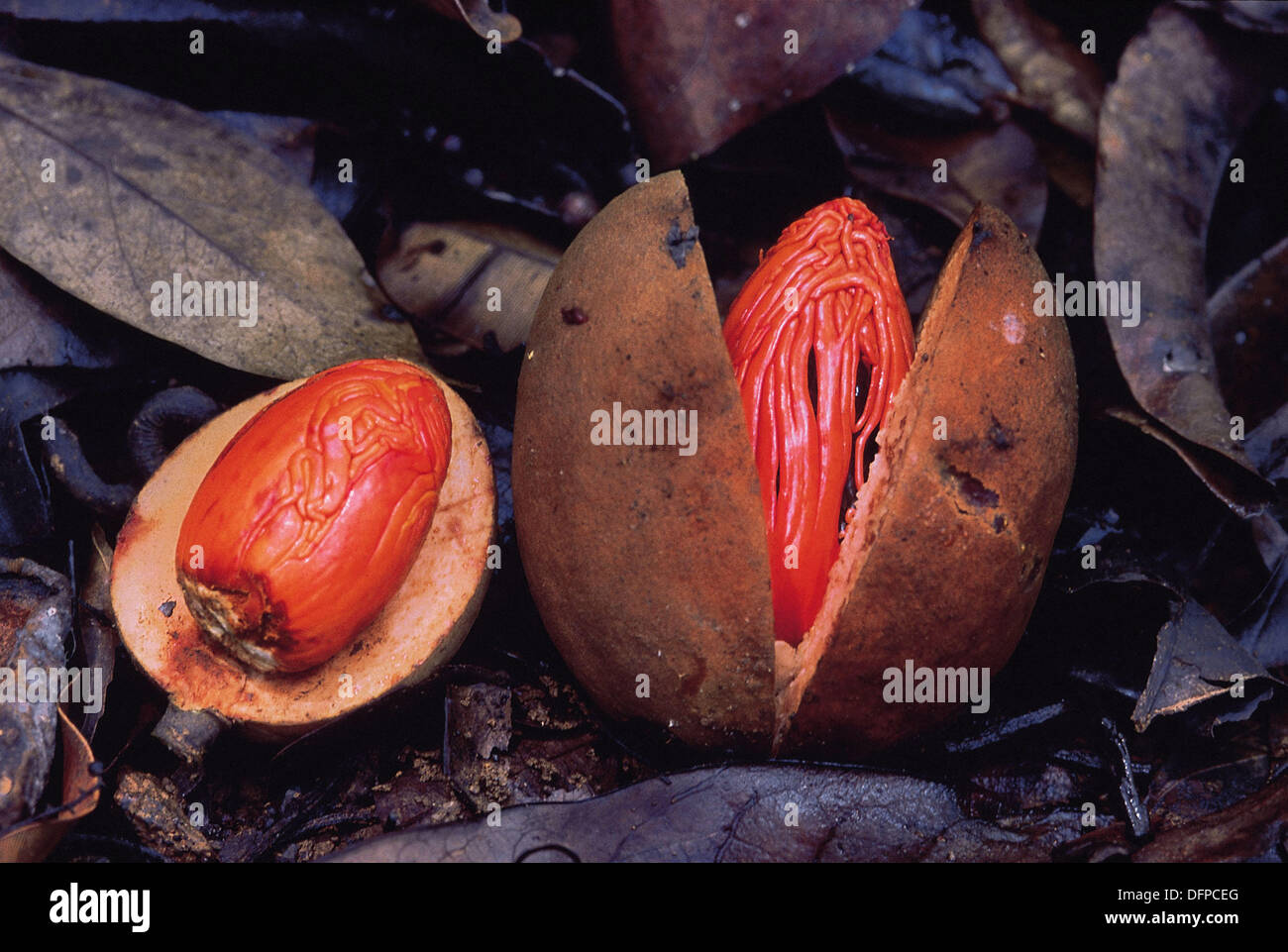 Wild nutmeg (Knema attenuata), Karnataka, India Stock Photo Alamy