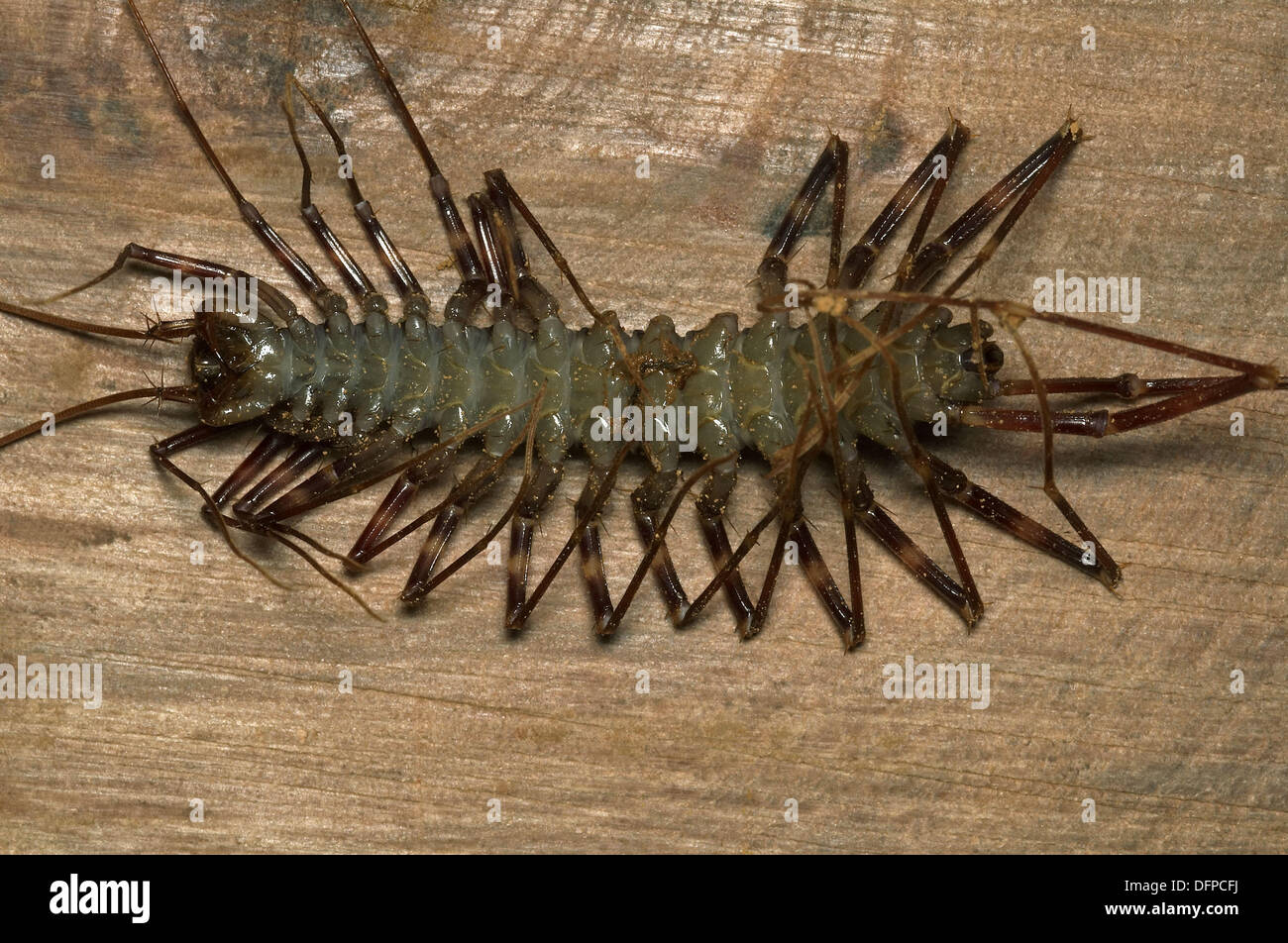 Ventral view of dead Long-legged Centipede (Scutigera sp.). Note fangs and  shed legs (which, are, missing). Agumbe, Karnataka Stock Photo - Alamy