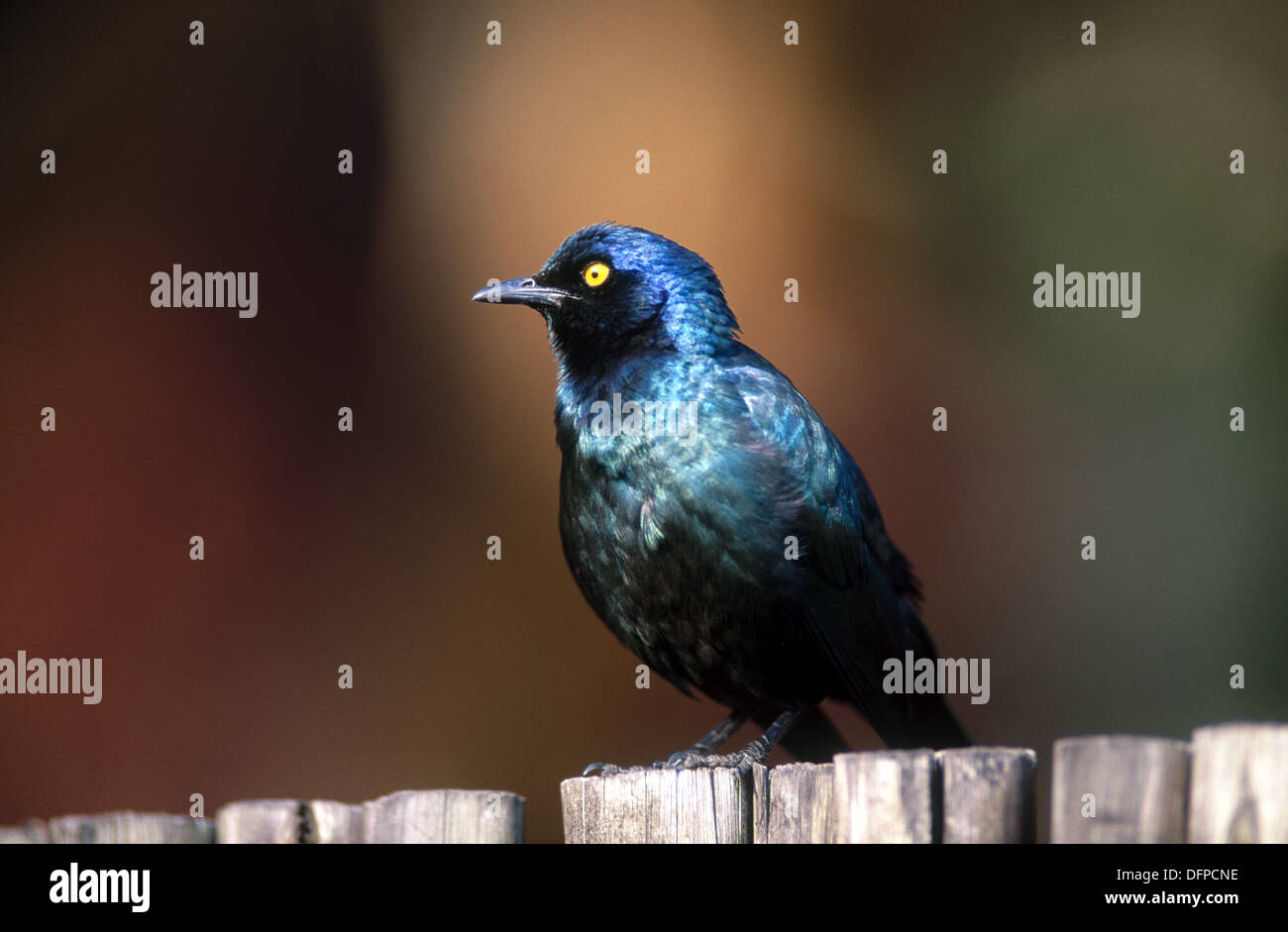 Blackbellied starling (Lamprotornis corruscus). South Africa. Stock Photo