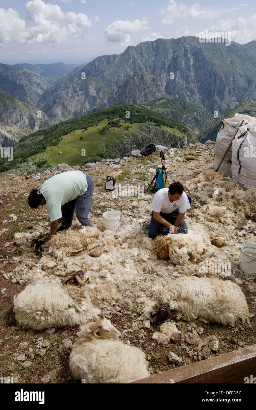 Mountain sheep shearing hi-res stock photography and images - Alamy