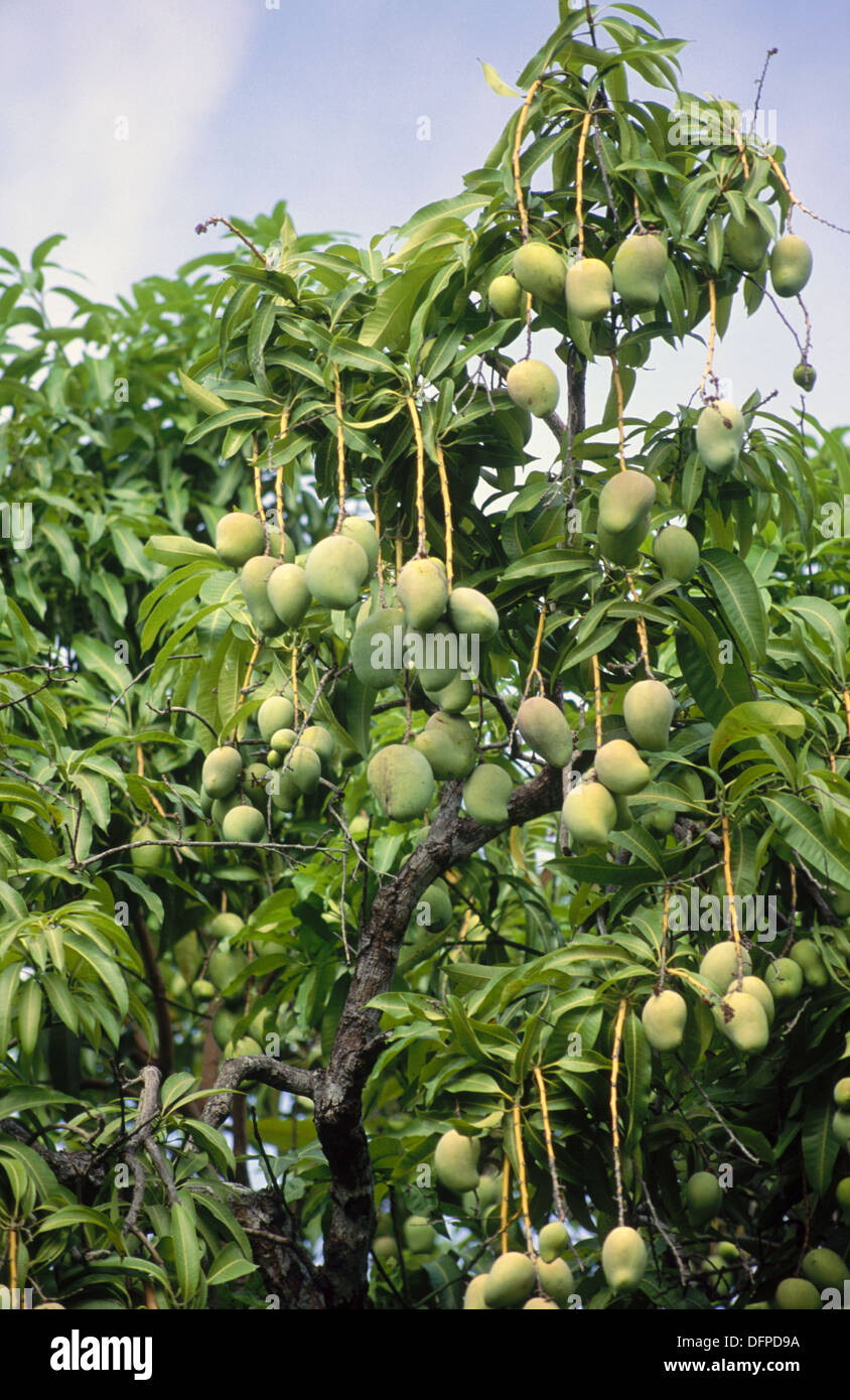 Mexico tree mango hires stock photography and images Alamy