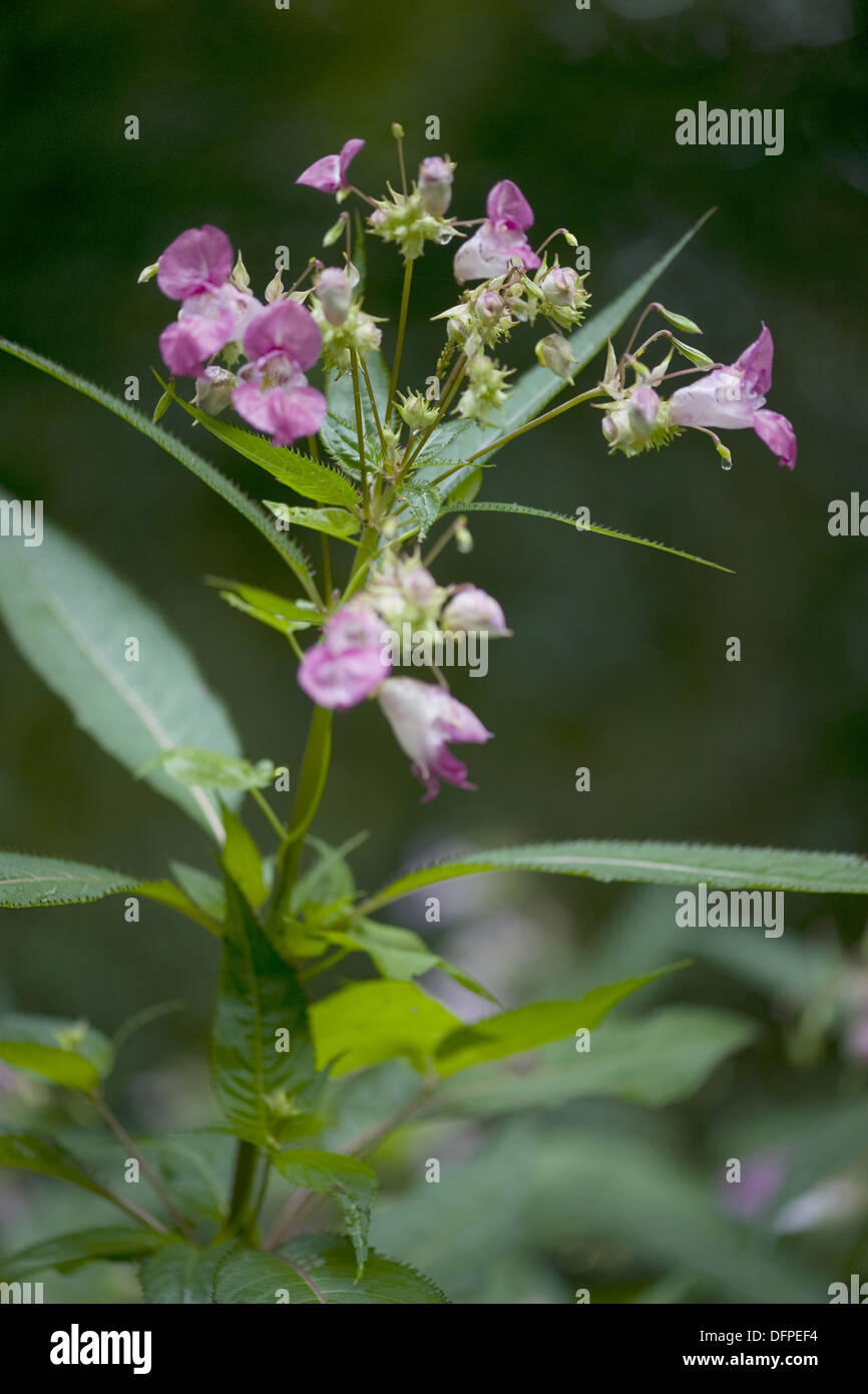 indian balsam, impatiens glandulifera Stock Photo