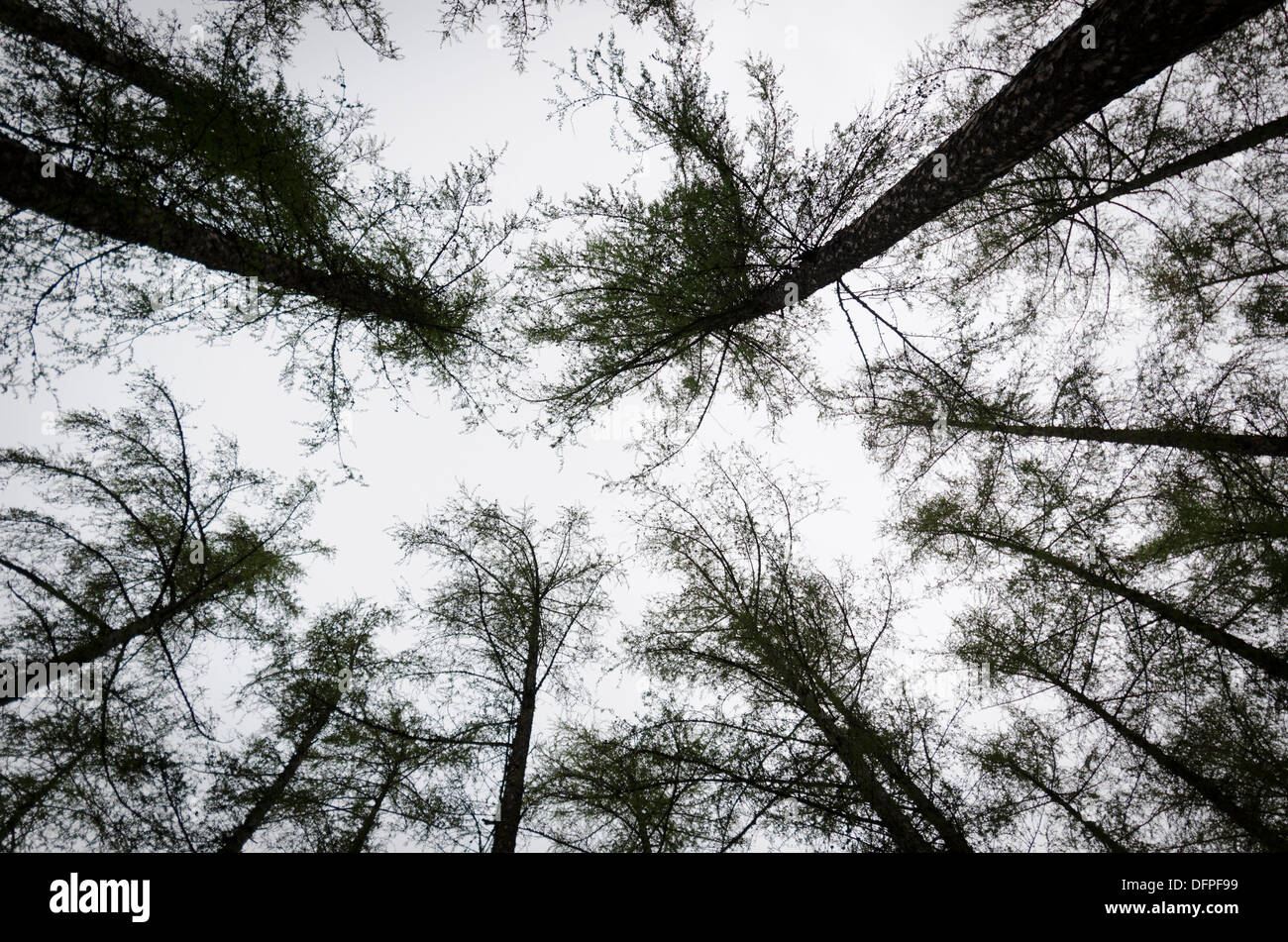 Nature silhouette hi-res stock photography and images - Alamy