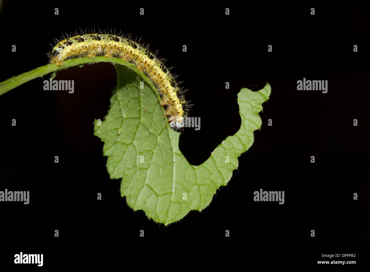 Larva/caterpillar of the Large White - Pieris brassicae, garden pest, England, UK Stock Photo