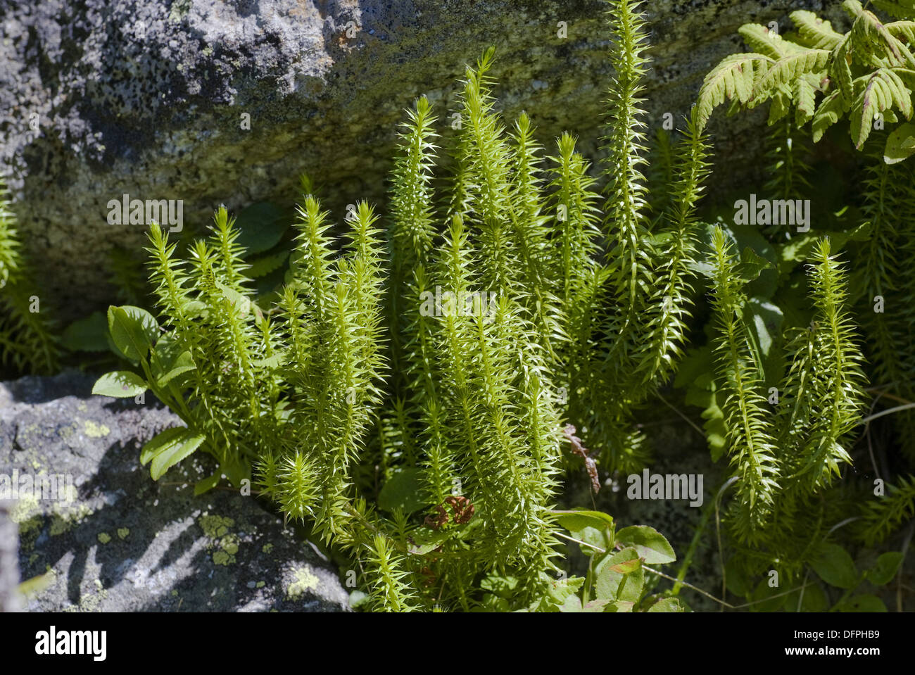 download club moss download club moss