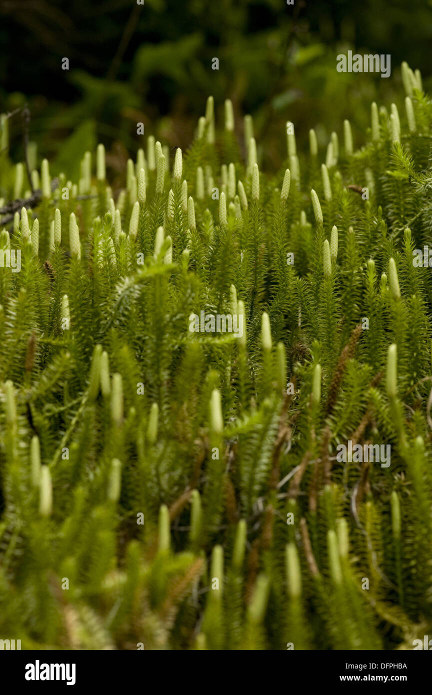 club moss download free club moss download free