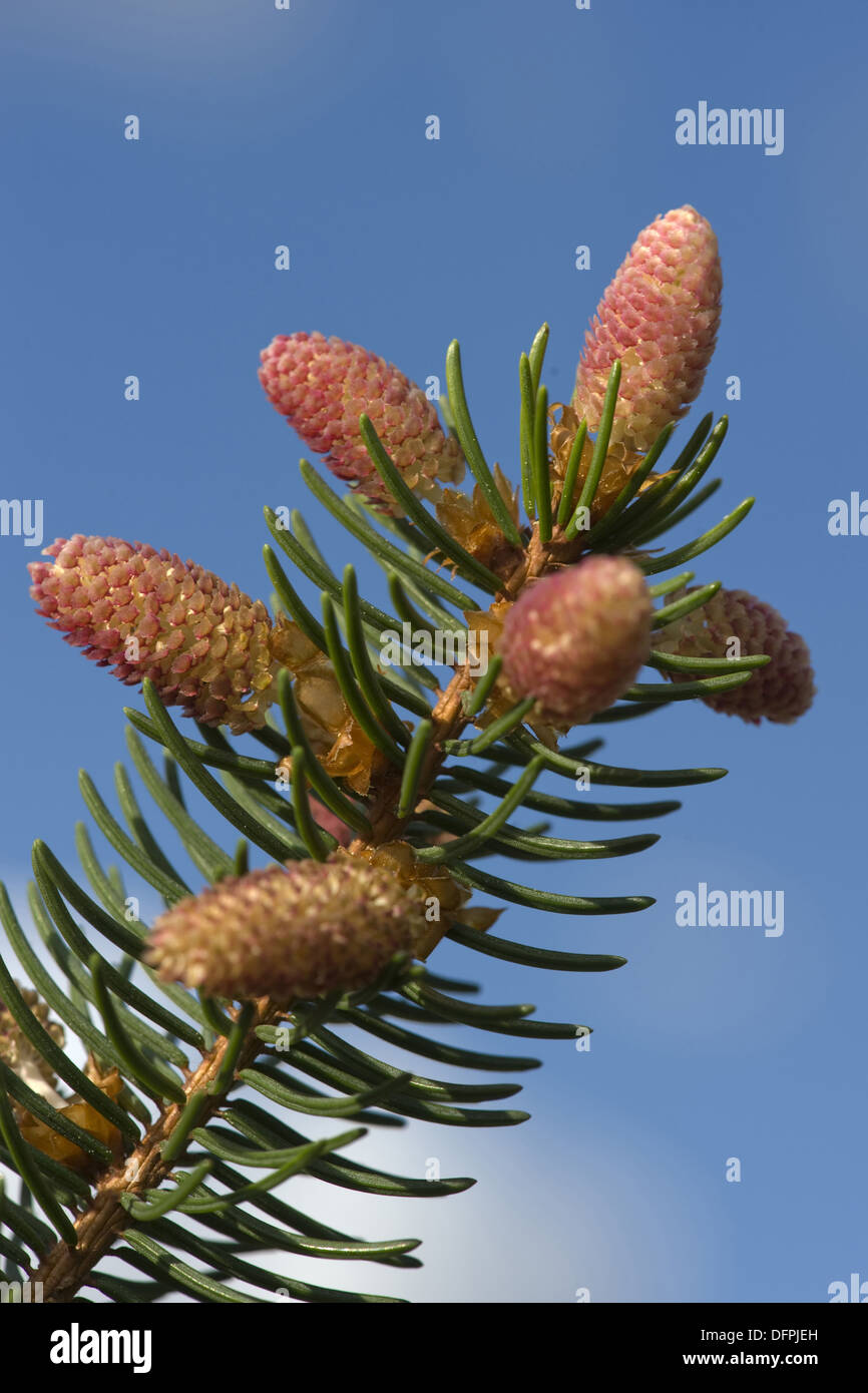 norway spruce, picea abies Stock Photo
