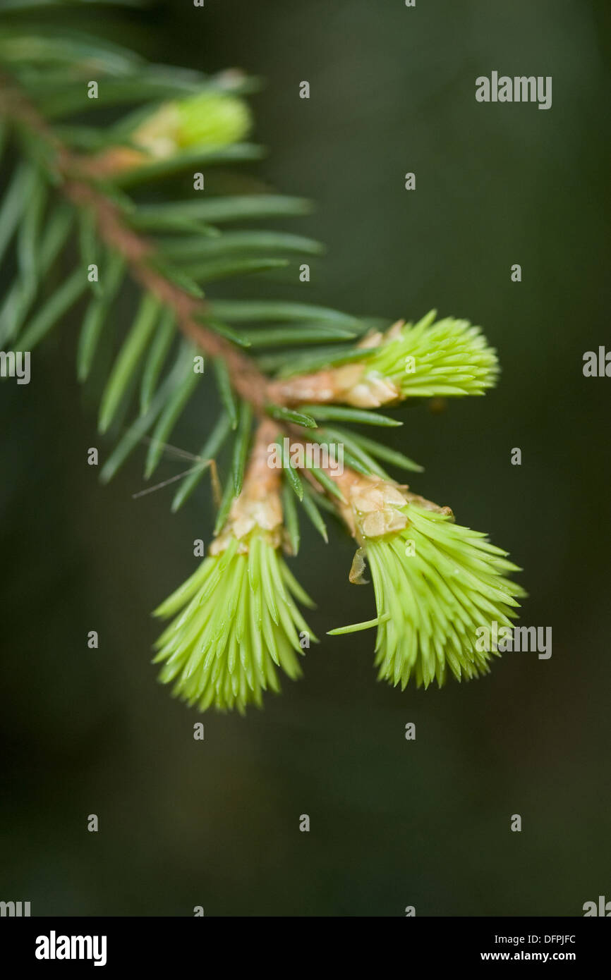 norway spruce, picea abies Stock Photo