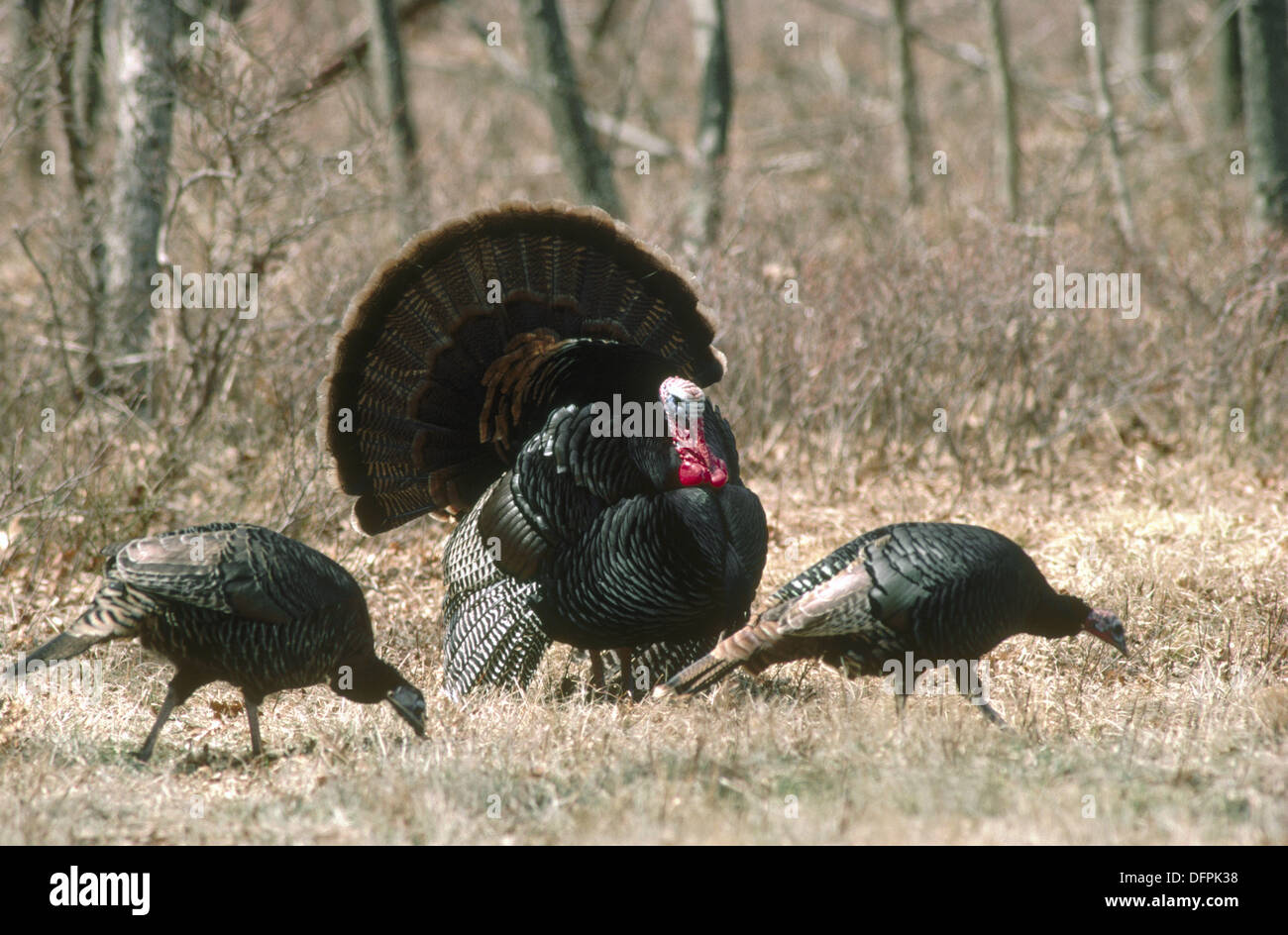 Tom (male) turkey with hens, courtship display in spring. Pennsylvania
