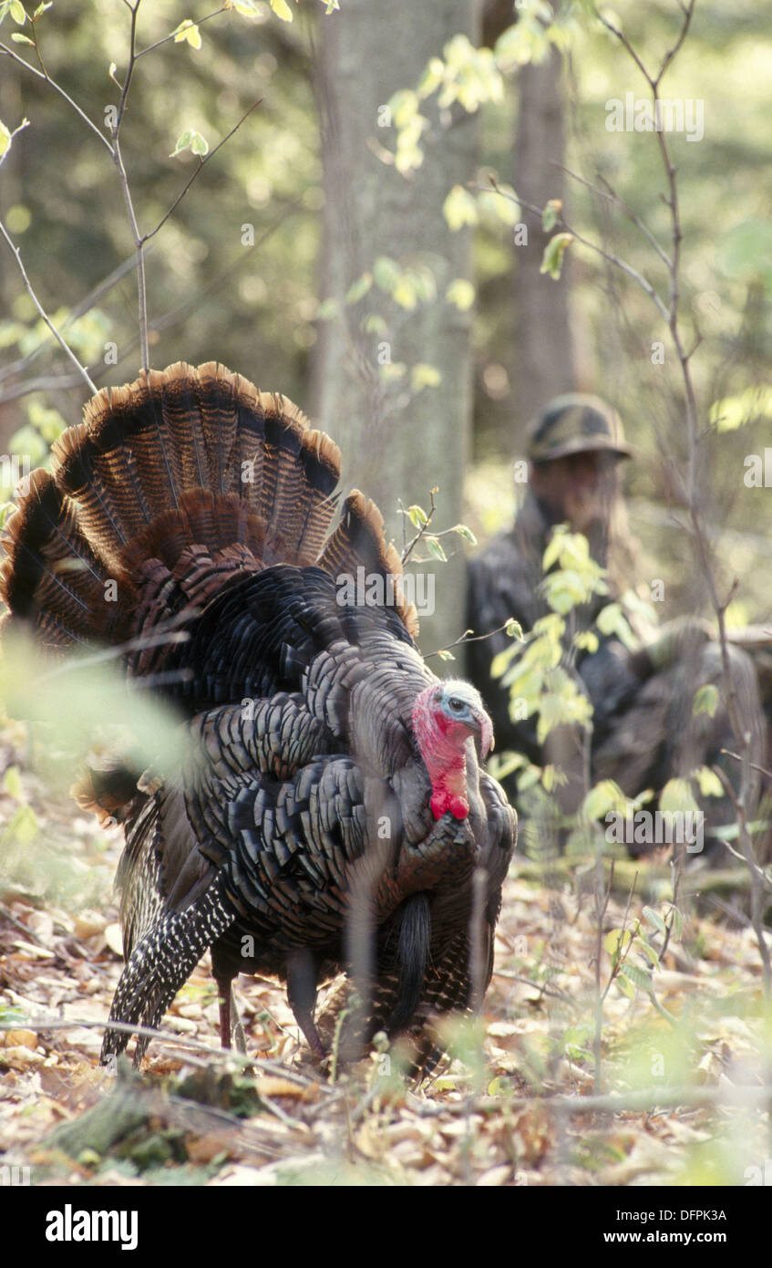 Turkey hunting in spring. Pennsylvania, USA Stock Photo Alamy