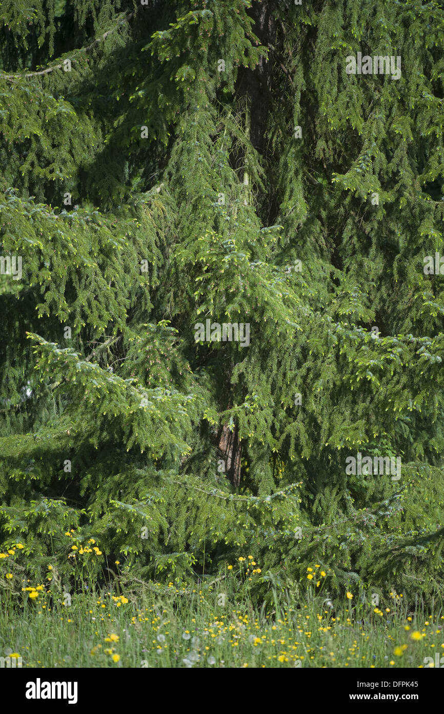 serbian spruce, picea omorika Stock Photo