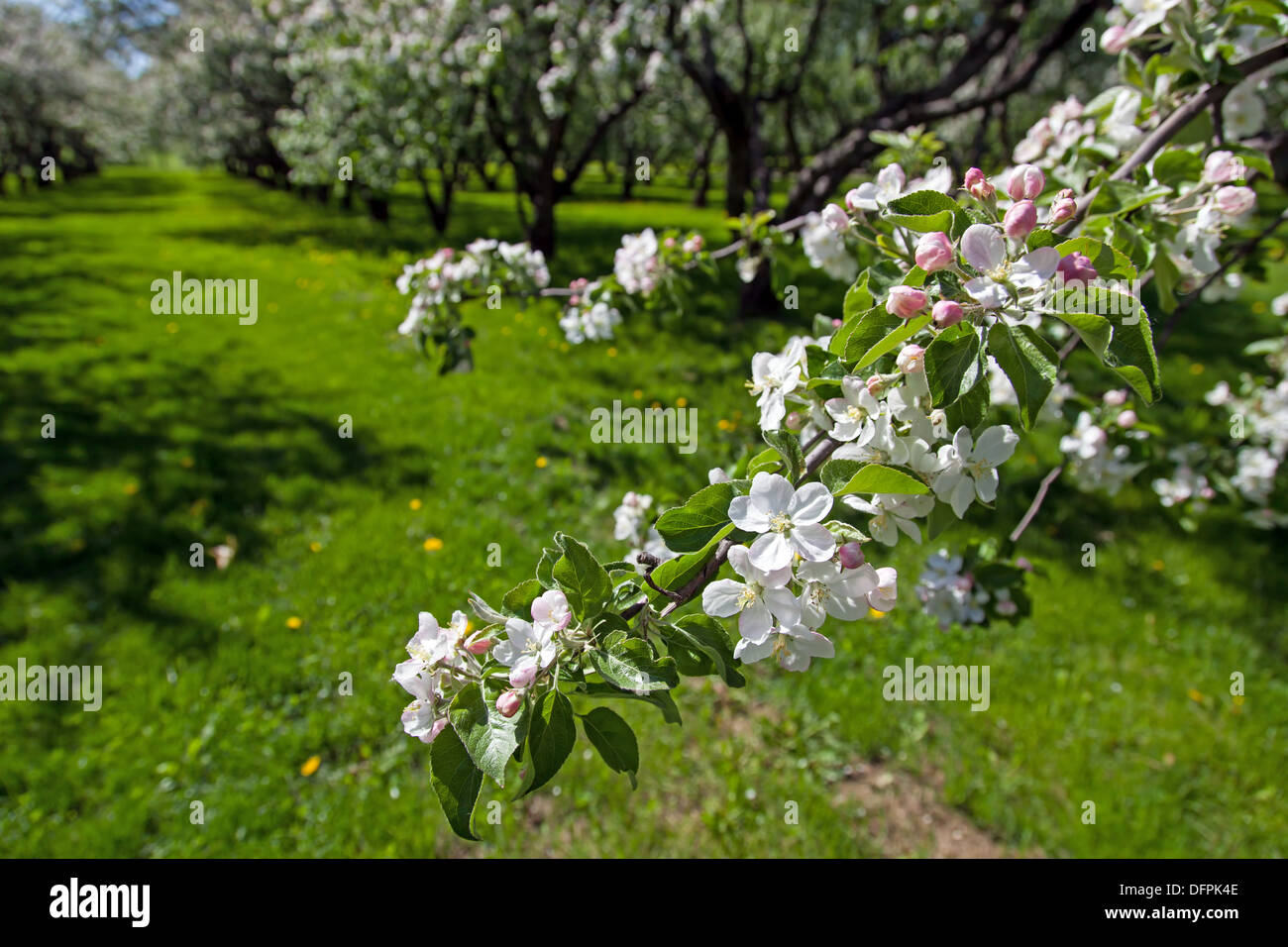 Blossom apple trees garden in the spring Stock Photo