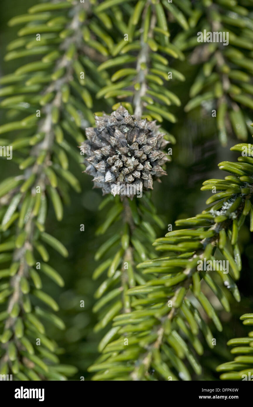 caucasian spruce, picea orientalis Stock Photo