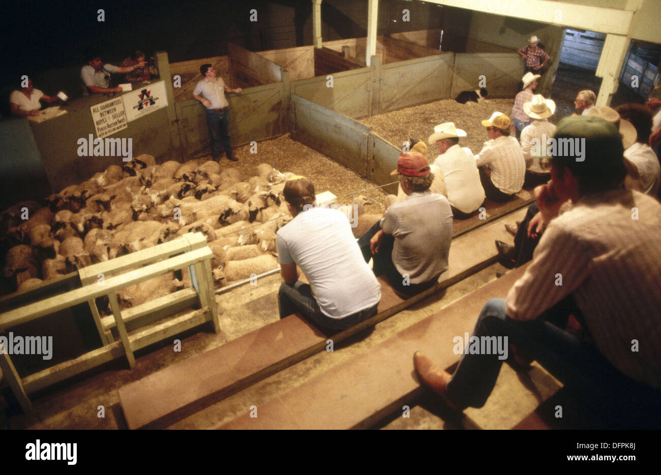 Livestock auction usa hires stock photography and images Alamy