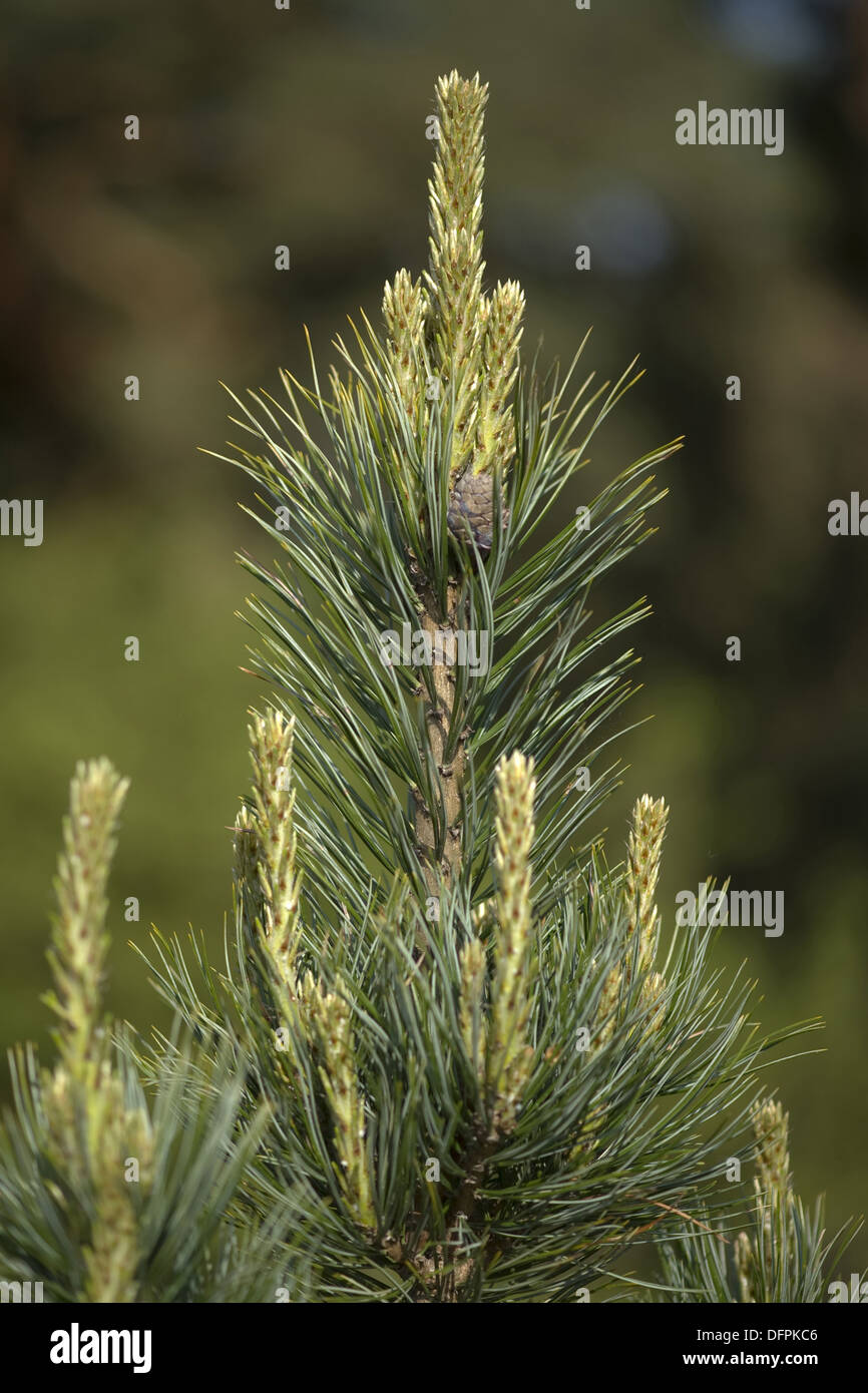 swiss pine, pinus cembra Stock Photo