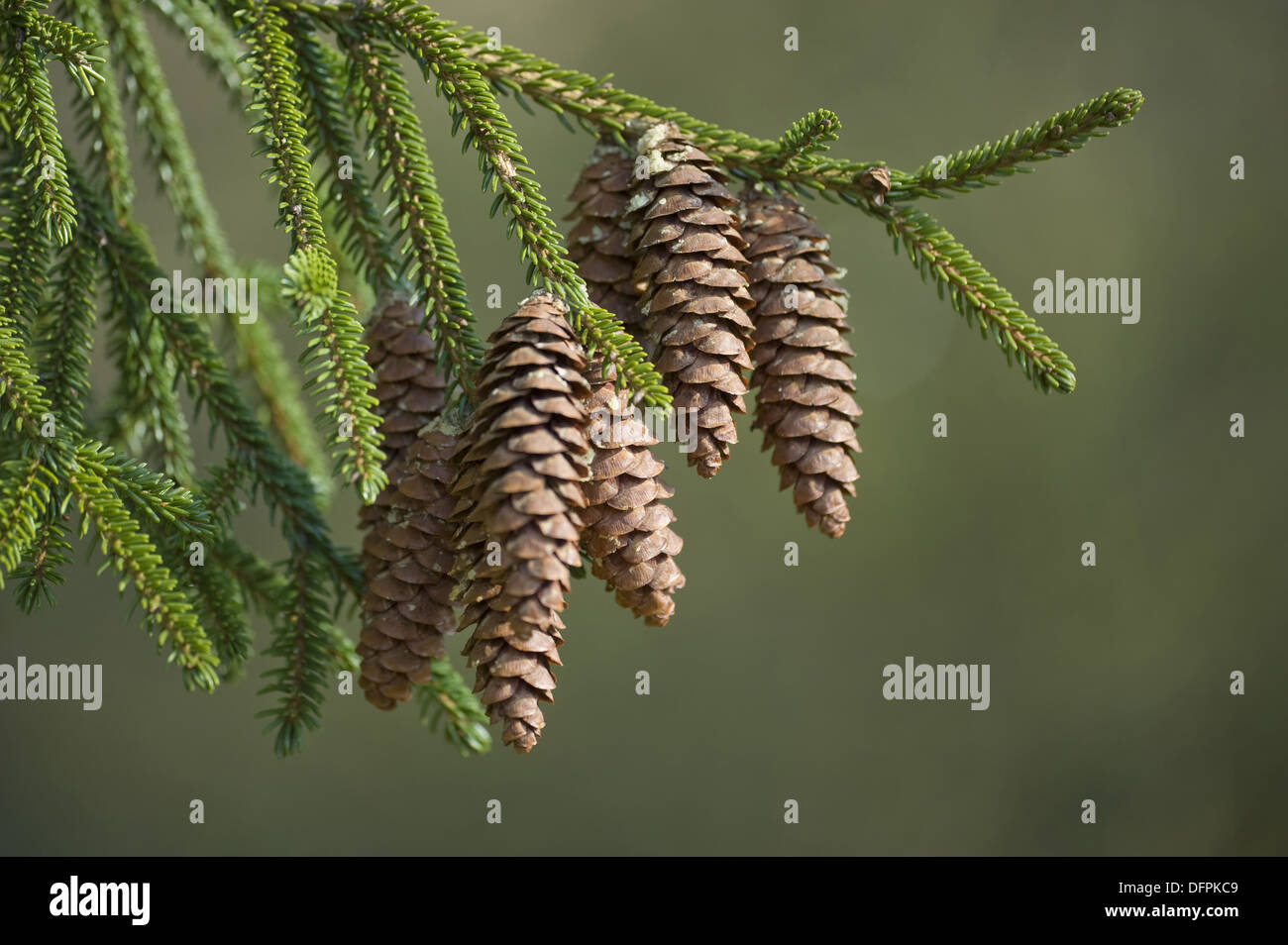 caucasian spruce, picea orientalis Stock Photo