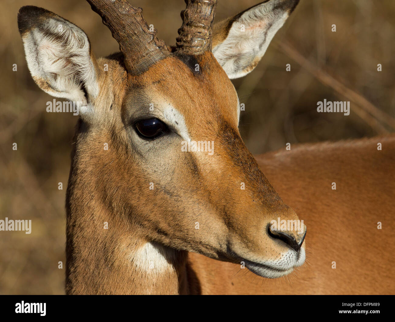 Impala a medium sized antelope, Kruger Park, South Africa, Stock Photo