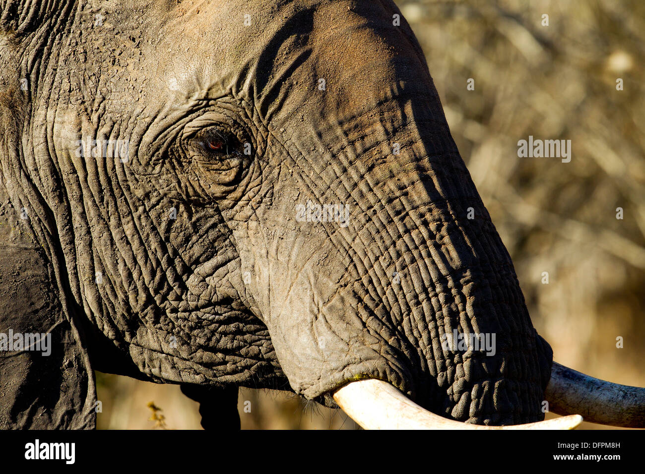 African elephant in close-up, Kruger Park, South Africa Stock Photo