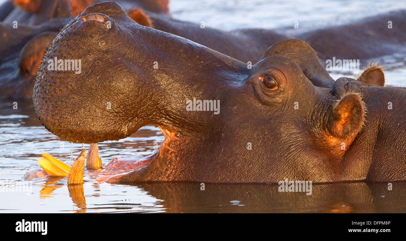 Close-up of a Hippopotamus showing mouth and teeth, Kruger Park, South Africa. Stock Photo