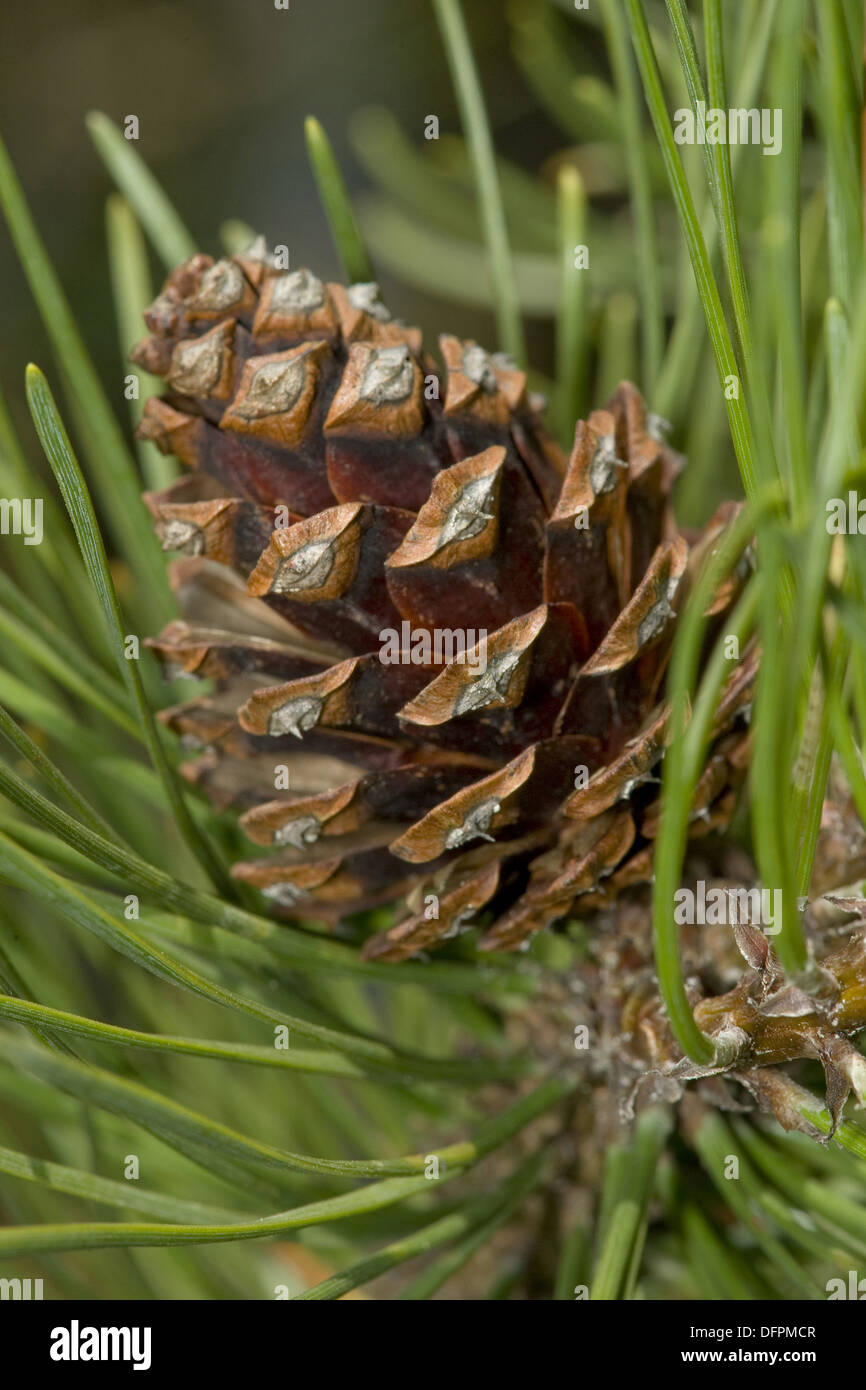 mountain pine, pinus mugo Stock Photo