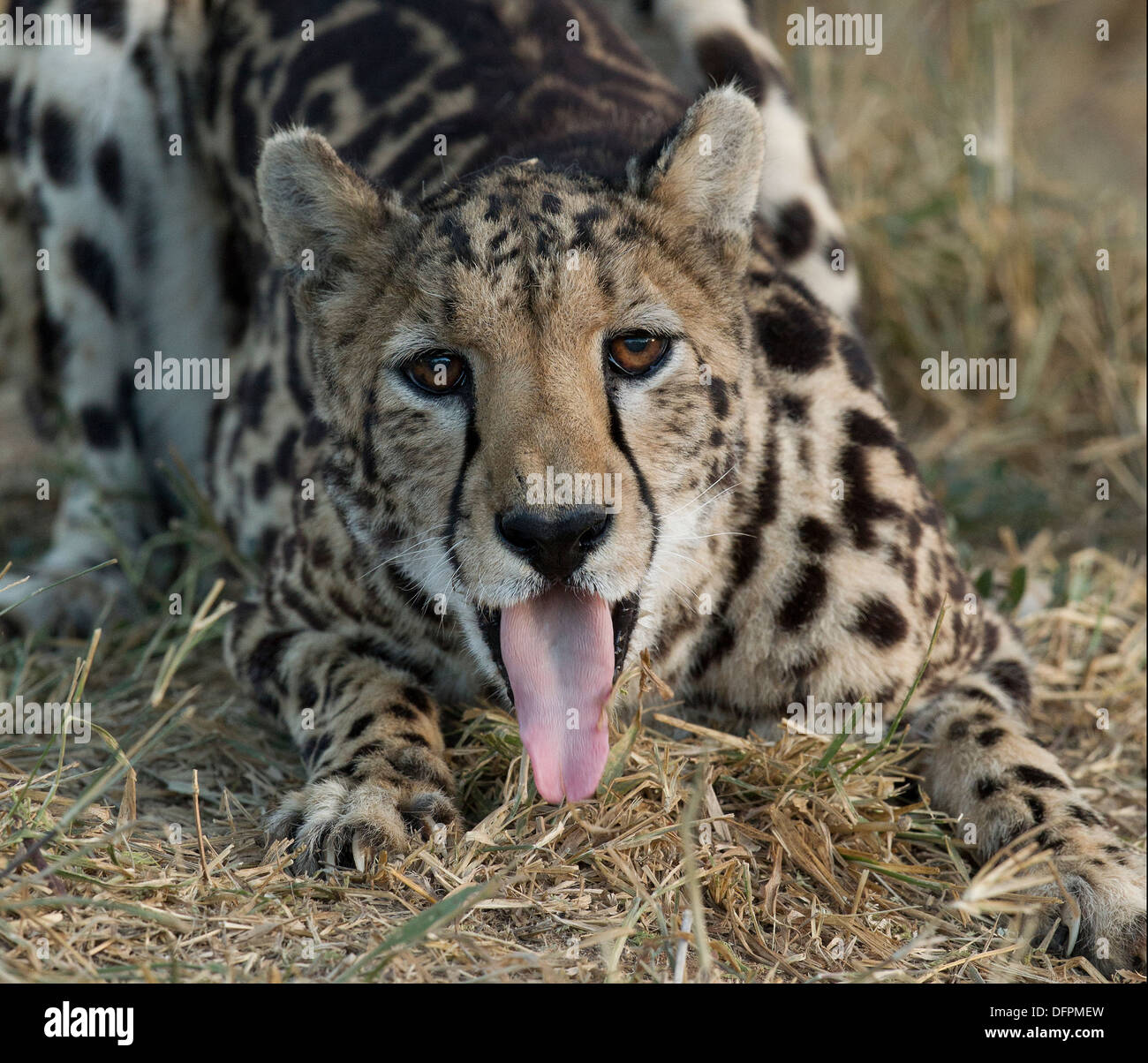 King cheetah acinonyx jubatus rex hi-res stock photography and images ...