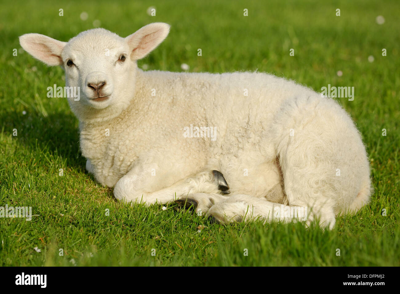 Domestic Sheep (Ovis aries), lamb. Mainland, Orkney Islands, Scotland ...