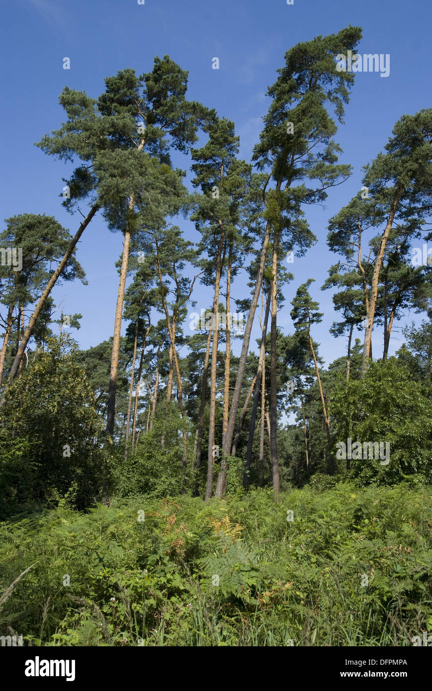 Pinus Sylvestris Rhs scots pine, pinus sylvestris Stock Photo - Alamy