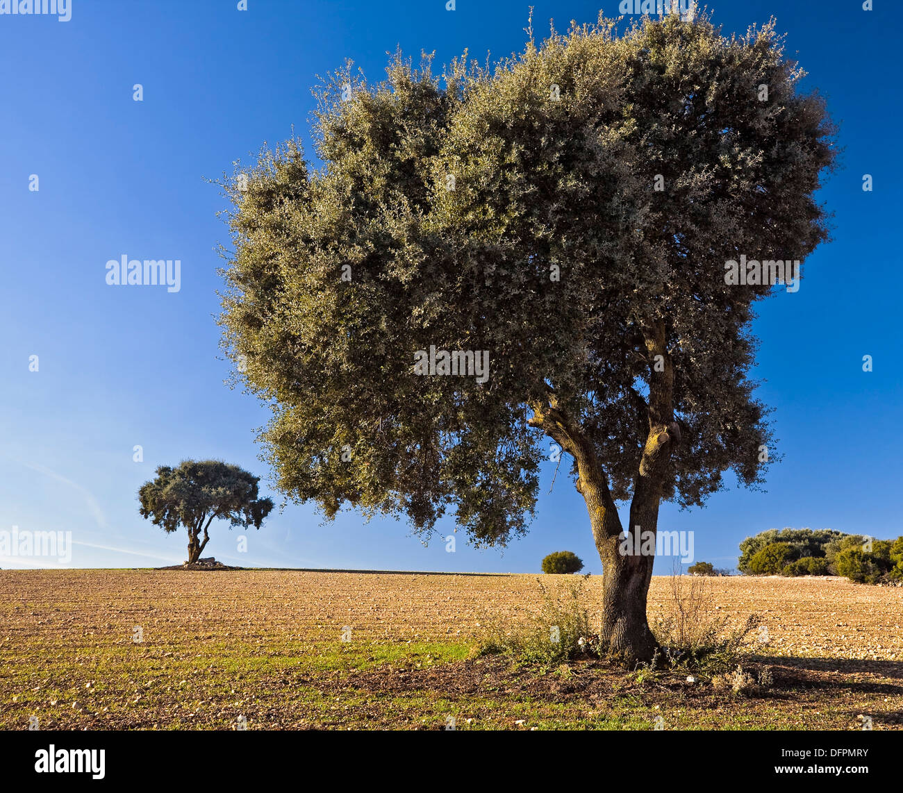 Holm oak in Belmonte de Tajo Madrid Spain Stock Photo