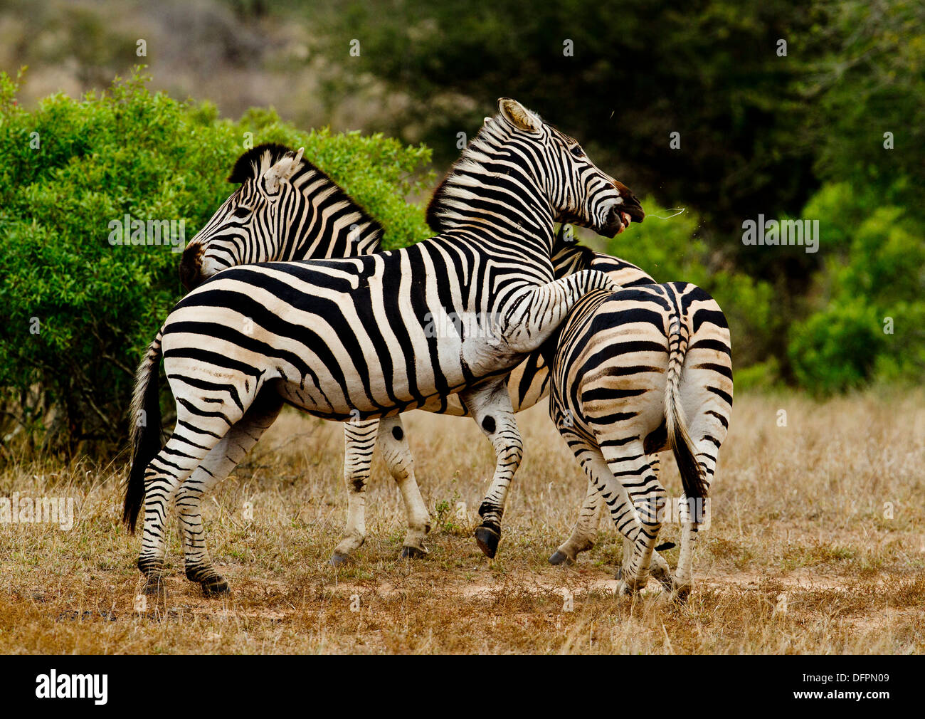 Zebras playing, Kruger Park, South Africa Stock Photo