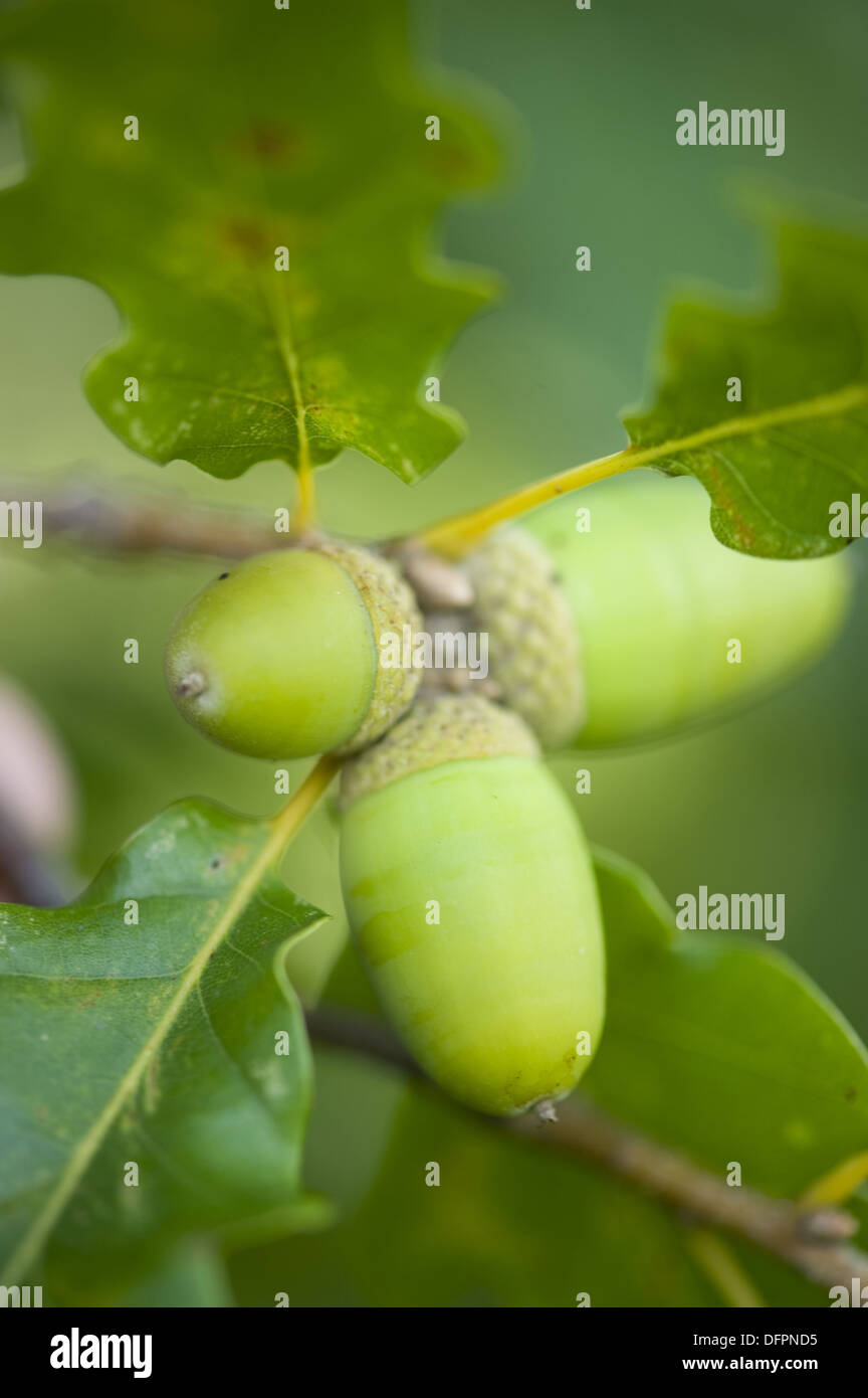 quercus-sessilis-hi-res-stock-photography-and-images-alamy