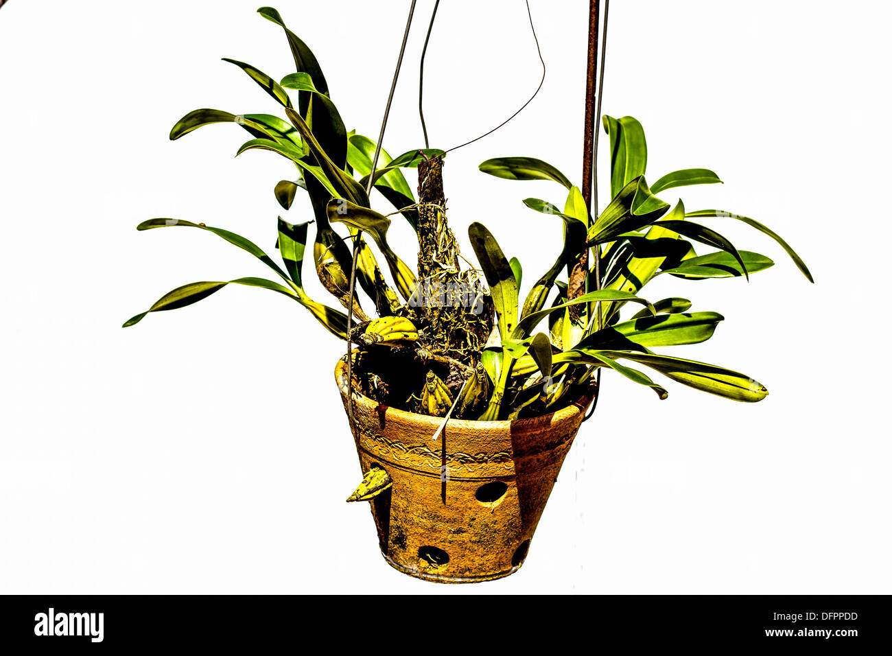 The Green orchids hanging on branches. Stock Photo