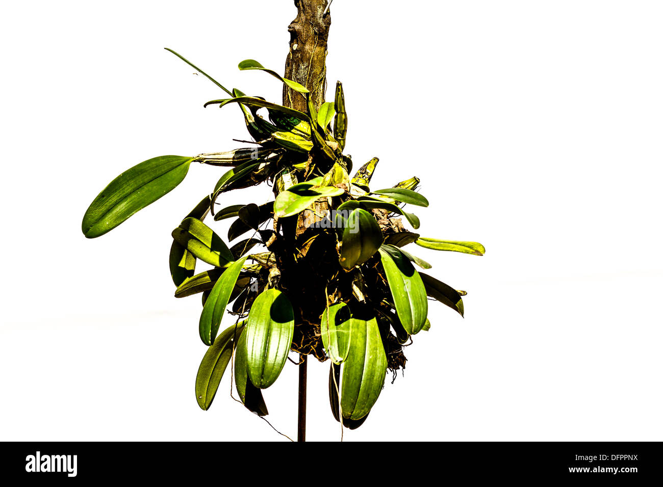 The Green orchids hanging on branches. Stock Photo